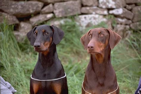 Все про тварин: Доберман (Dobermann)
