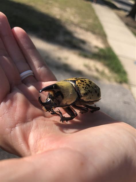 Beetle, Found in Maryland : r/whatsthisbug