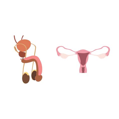 penis vagina diagram isolated on white background 13447243 Vector Art