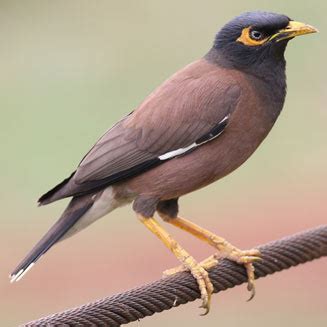 Обыкновенная майна, или саранчовый скворец | zoo-ekzo.com- Экзотические ...