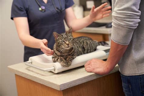 Мочекаменная болезнь у кошек | Purina