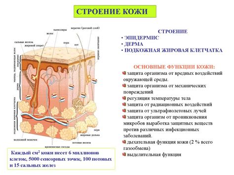 Строение кожи - презентация онлайн
