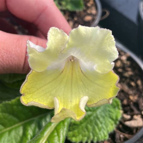 Streptocarpus 'Zlotko' - Cape Primrose (4.5" Pot) | Little Prince of