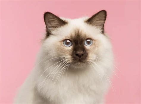 Discover Amazing Fluffy Cat Breeds - Pets24