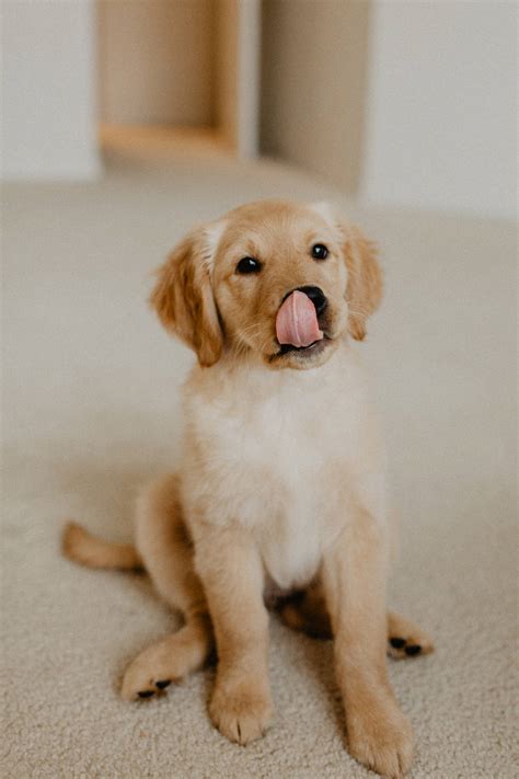 [100+] Golden Retriever Wallpapers | Wallpapers.com