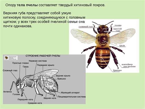 Презентация "Пчелы" - скачать бесплатно