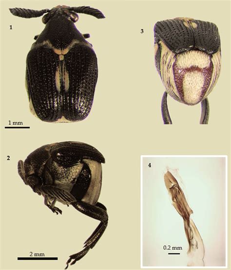 megacerus alabani  dorsal view  lateral view  pygidium
