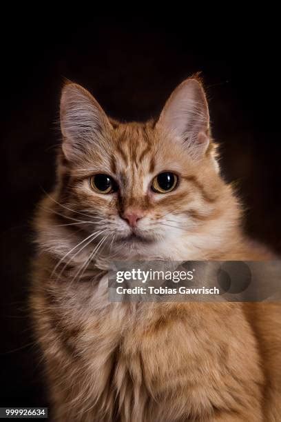 2,191 Suni Stock Photos, High-Res Pictures, and Images - Getty Images
