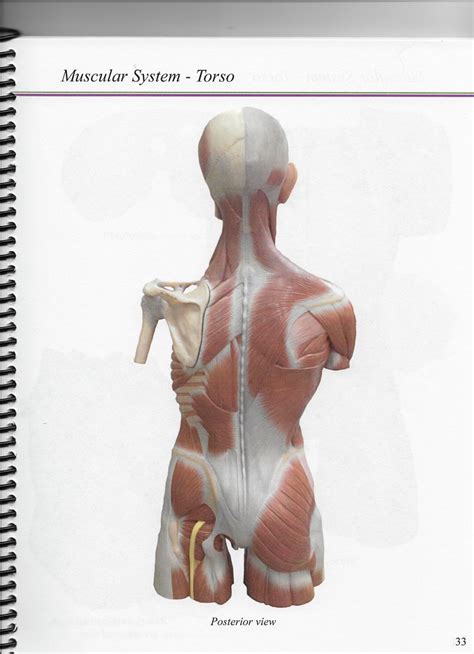anterior posterior Diagram | Quizlet