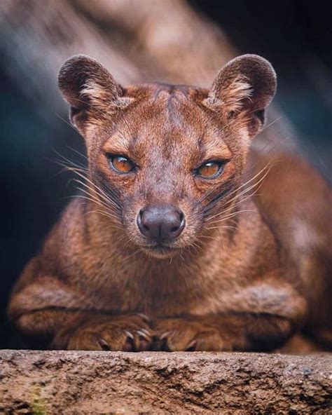 Darren Love - Fossa Cat, It's only when I appreciate and... | Fossa ...