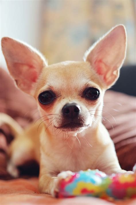 Dog Breeds With Bulging Eyes