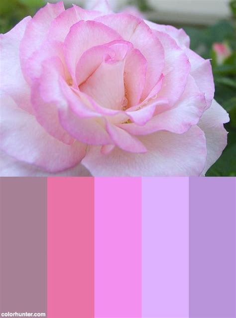 rose color palette color palette rose color color