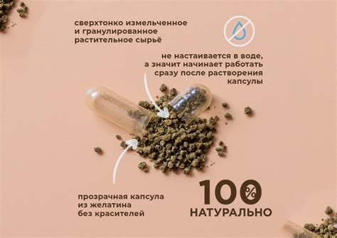 Купить Исландский мох в капсулах по низкой цене в «Алтайвита»