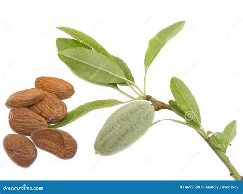 amandel stock foto image  gezondheid voedings amandel