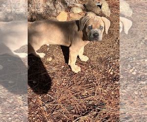 Puppies for Sale near Reno, Nevada, USA, Page 1 (10 per page ...