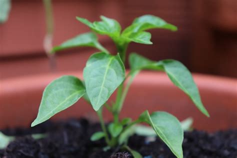 Chilli Plant Green - Free photo on Pixabay - Pixabay