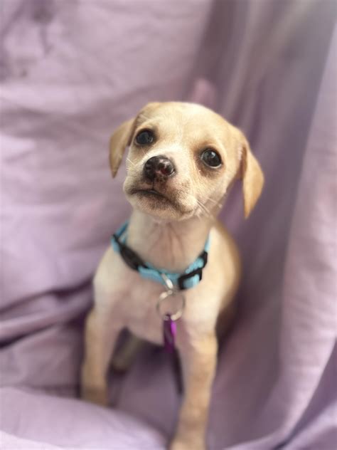 animal care center lancaster 8