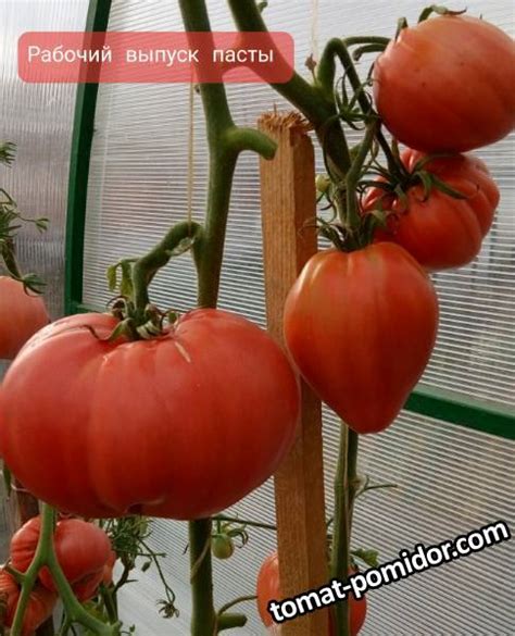 Рабочий выпуск пасты - Альбомы - tomat-pomidor.com