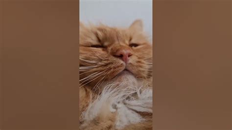 где у кота мурчало? крупным планом. кот Тимофей мурлычит. а ваши котики ...