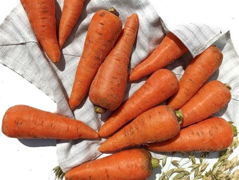 Морковь каротель - купить за 66.00 грн, доставка по Киеву и Украине ...