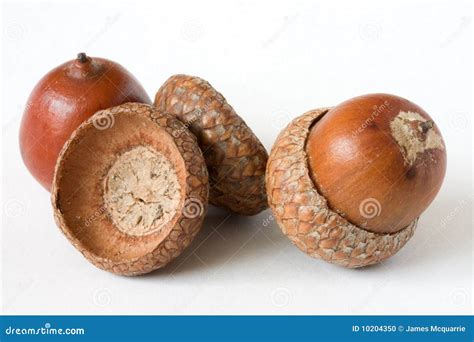 acorns royalty  stock image cartoondealercom