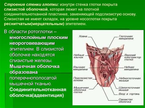 Анатомия органов пищеварительного канала - online presentation