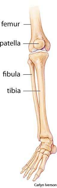 Fibula dictionary definition | fibula defined 
