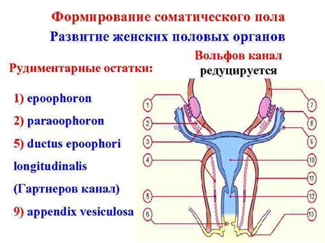 Эмбриогенез и клиническая анатомия половой системы План