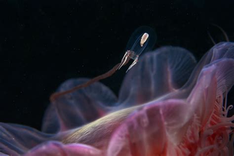 Alexander Semenov, Real World Aliens | World Photography Organisation