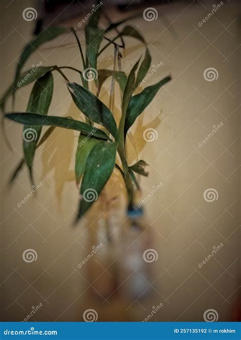 Indoor Carbon Dioxide-sucking Plants Stock Photo - Image of green