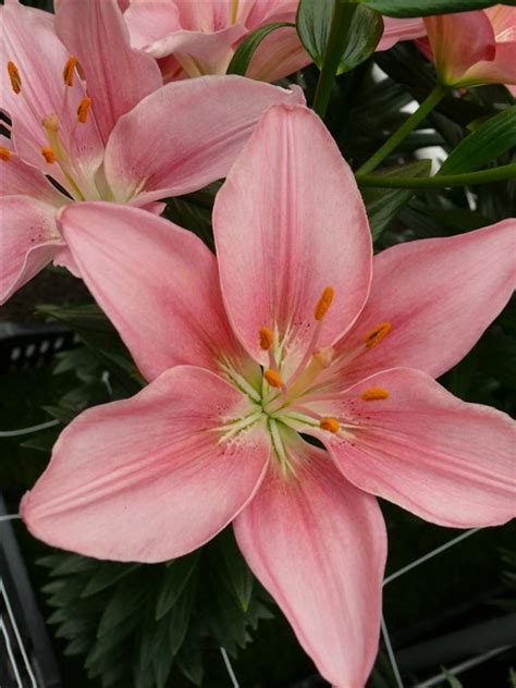 Lilium Foxtrot