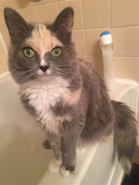 She follows me everywhere. : r/kittens