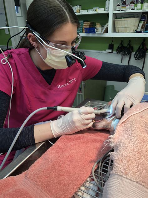 Pet Dentistry In Grove City, OH 43123 | Grove City Veterinary Hospital