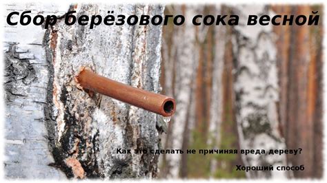 Сбор березового сока. Видео о том, как правильно его собирать. - YouTube