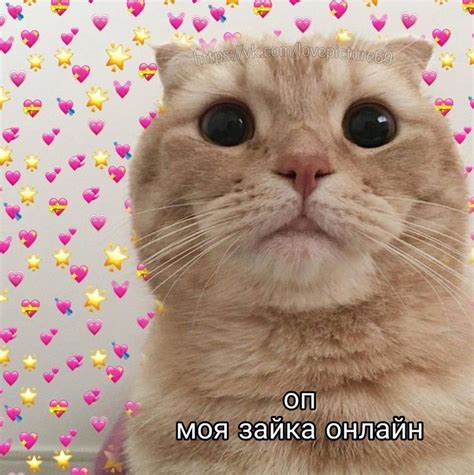МУР МЯУ | Кошачий паблик | ВКонтакте