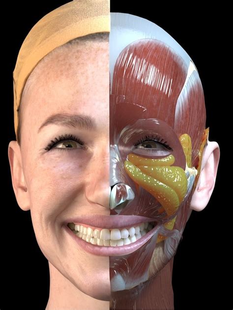 3D anatomy animation – Sergejs Kolecenko | 3D Generalist, Artist