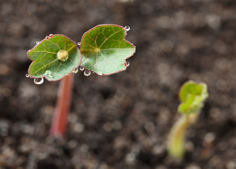 Sowing Nasturtiums In 5 Steps - These Big Seeds Have Lots Of Stored ...