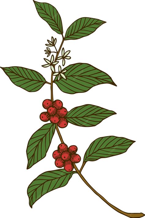 Café, granos de café, planta, dibujado a mano, árbol, | Vector Premium