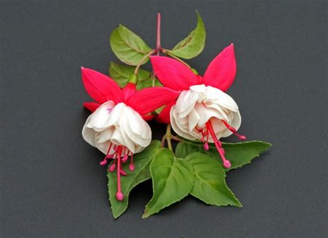 Fuchsia Sir Matt Busby : Grows on You