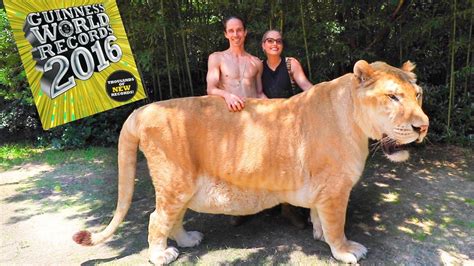 The Astonishing Birth of the World's Biggest Feline: Meet the Liger Cub ...