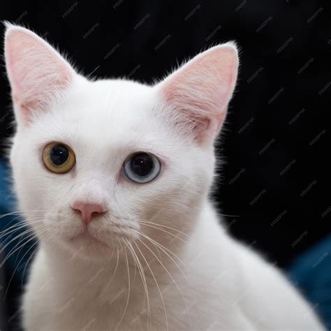 Premium Photo | Portrait of a cute white cat with heterochromia iridis