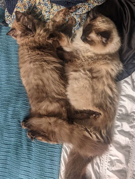 7 Fascinating Facts About Ragdoll Cats › Ragdoll Cat Advice