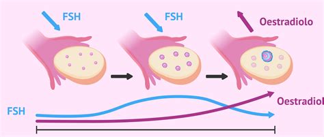 FSH: Quali sono le sue funzioni e i suoi valori normali?
