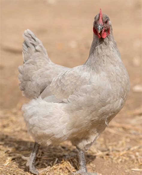 lavender orpington egg color 5
