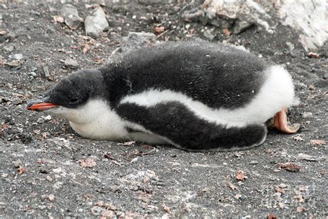 Gentoo penguin chick 6 Photograph by Ruth Hallam - Pixels