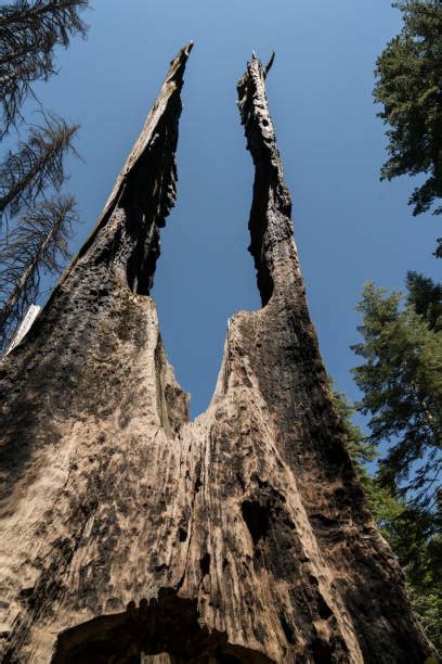 Redwood Tree Tunnel Stock Photos, Pictures & Royalty-Free Images - iStock