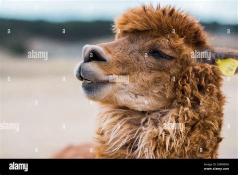 Shaggy lama hi-res stock photography and images - Alamy