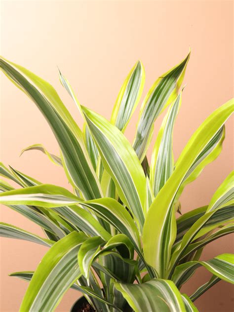 Medium Dracaena Warneckii 'Lemon Lime' – Dahing Plants