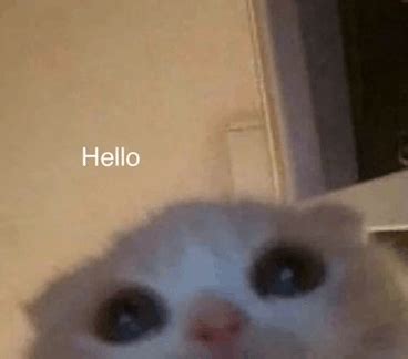 shy meme  shy timid discover share gifs