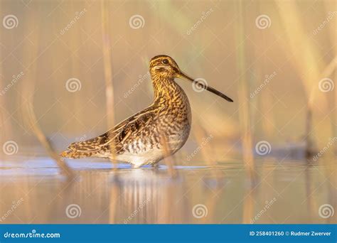 Common Snipe Wader Bird in Habitat Background Stock Photo - Image of ...